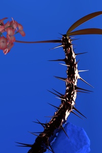 Skin Companion EP II