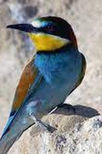 Europe's Largest Desert