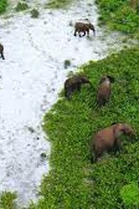 Rainforest First Climate Protection in Central Africa