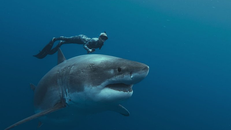 Alles wat je moet weten over Shark Whisperer op Netflix
