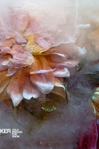 Cold Enough For Snow