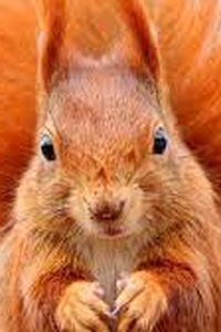 Secrets of Squirrels