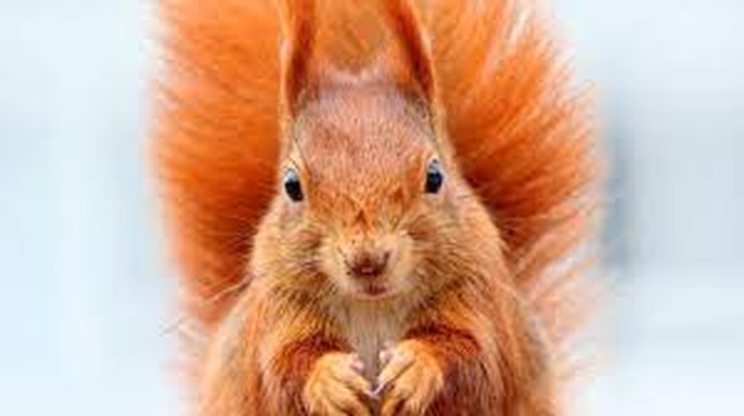 Secrets of Squirrels