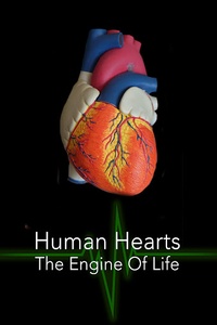 Human Hearts: The Engine of Life