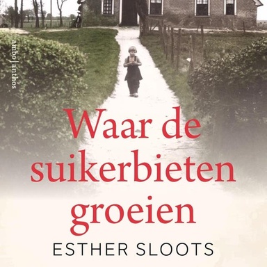 Waar de suikerbieten groeien