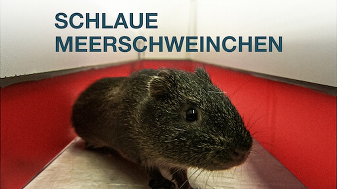 Schlaue Meerschweinchen