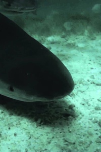 72 Dangerous Animals: Australia (1 seizoen)