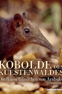 Kobolde des Küstenwaldes