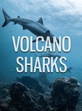 Volcano Sharks