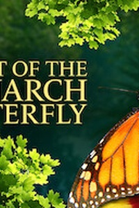 Flight of the Monarch Butterfly