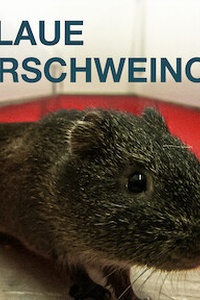 Schlaue Meerschweinchen