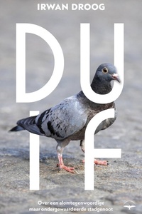 Duif