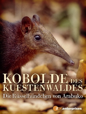 Kobolde des Küstenwaldes