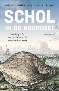 Schol in de noordzee