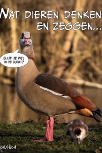 Wat dieren denken en zeggen