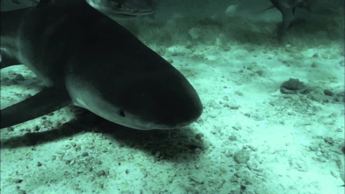 72 Dangerous Animals: Australia (1 seizoen)