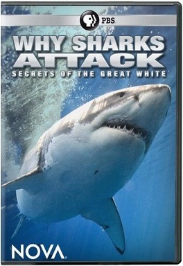 Why Sharks Attack