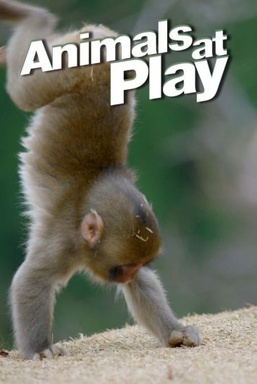 Animals at Play