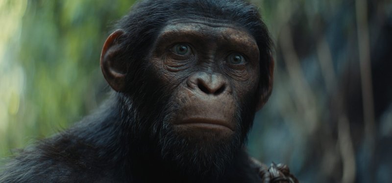 Kingdom of the Planet of the Apes is vanaf nu beschikbaar via Pathé Thuis – ADV