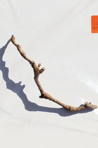 I Inside the Old Year Dying