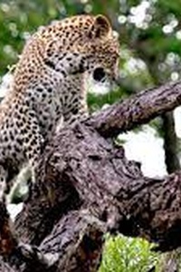 Die Magie des Leoparden