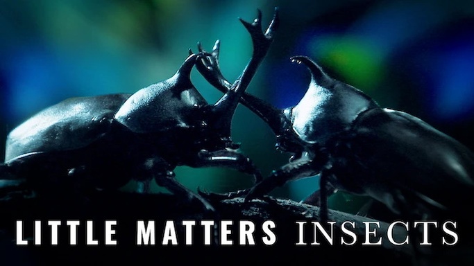 Little Matters: Insects