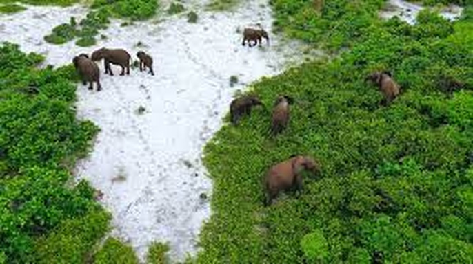 Rainforest First Climate Protection in Central Africa