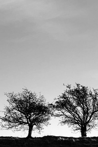 A Heightened Sense of Everything