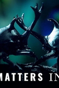 Little Matters: Insects