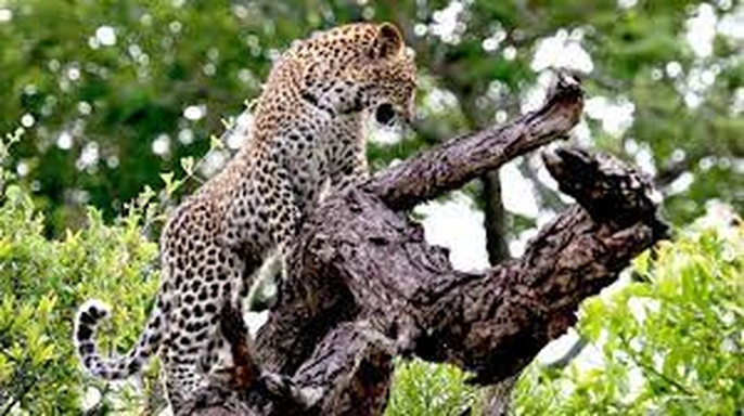 Die Magie des Leoparden