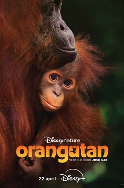 Orangutan