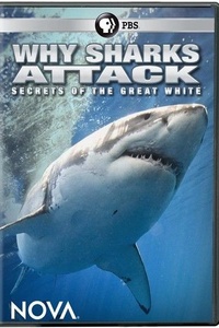Why Sharks Attack