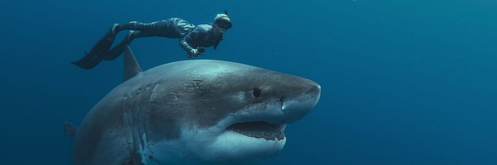 Alles wat je moet weten over Shark Whisperer op Netflix