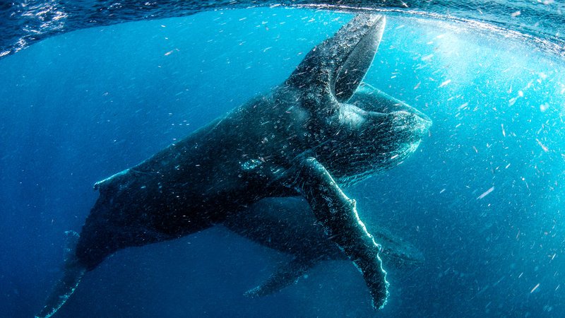 Our Planet: Officiele Trailer