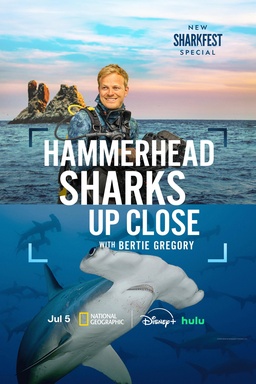 Hammerhead Sharks Up Close with Bertie Gregory