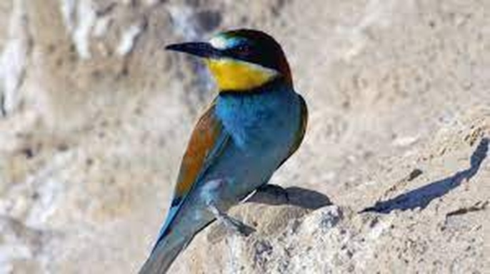 Europe's Largest Desert