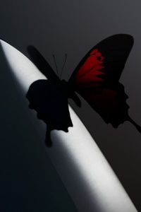 Twelve Carat Toothache (Deluxe)